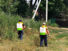 Комунальники Гостомеля почали боротися з небезпечною рослиною