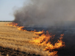 На Київщині для паліїв сухої трави збільшили штрафи