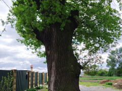 У Гостомелі виявили найстаріше дерево Київщини
