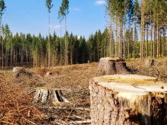 При будівництві Київської обхідної дороги замість кожного зрізаного дерева висадять нове