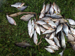На Київщині браконьєри продовжують красти рибу з річок та водосховищ (ФОТО)