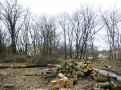 Вирубати Гайок: чому у знищенні дерев так і не знайшли винних