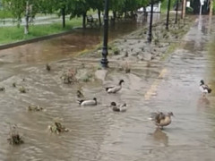 На алеї в Обухові після дощу завелися качки (ВІДЕО)
