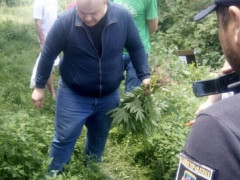 На Білоцерківщині чоловік у себе на подвір’ї вирощував коноплю 