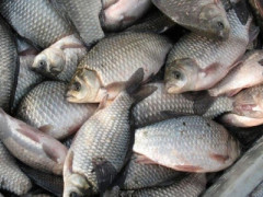 Мешканець Циблівської ОТГ незаконно ловив рибу під час нересту