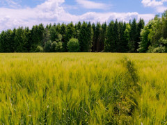 На Макарівщині незаконно передали у приватну власність 8 га лісу