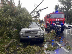 На Київщині буря повалила більше 50 дерев 