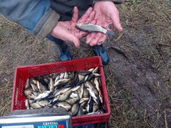 У Білоцерківське водосховище випустили 30 тис коропів