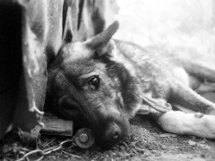  Жительку Баришівського району підозрюють в заморенні голодом понад 20 домашніх тварин