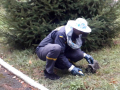 Загроза для дітей: на Рокитнянщині рятувальники знешкодили осине гніздо біля навчального закладу