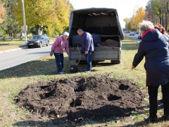 Робота над благоустроєм: у Ставищі висадили 150 кущів троянд (ФОТО)