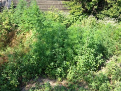 У Таращанському районі спіймали жінку-наркоаграрія 