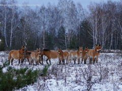 У зоні ЧАЕС вдалося знову сфотографувати коней Пржевальського