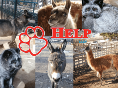 Тварини з "Олександрії" на Білоцерківщині потребують допомоги (ФОТО)