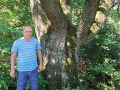 На Згурівщині екологи знайшли унікальну 200-річну грушу