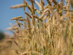 Жнива в розпалі: скільки вже зібрали зерна з полів Білоцерківського району