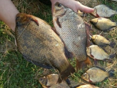 У Яготинському районі чоловік ловив рибу, яка занесена до Червоної книги України 