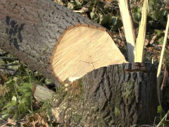 В Ірпені забудовник влаштував масову вирубку дерев  (ВІДЕО)