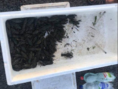 На Київщині за шість днів браконьєри наловили риби майже на 113 тис грн