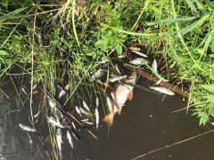 Рибпатрульні зафіксували замор риби у Бучанській громаді