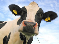 На Київщині фермери одержали дотації за утримання корів