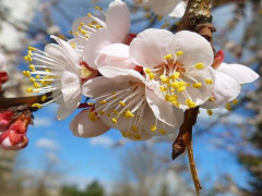 Прогноз погоди для жителів Київщини на 1-ше квітня