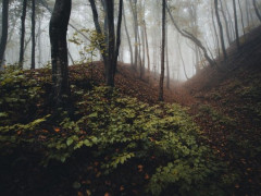 У Білоцерківському районі чоловік пішов у ліс по гриби та знайшов тіло людини