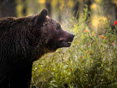 У Чорнобильську зону вперше за 100 років повертаються ведмеді (ВІДЕО)