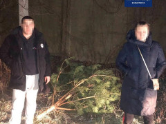 У Борисполі вночі невідомі зрубали та вкрали сосну з подвір’я