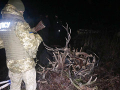 У Чорнобильській зоні троє чоловіків збирали роги тварин (ФОТО, ВІДЕО)