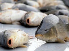 На Київщині за пів року браконьєри наловили риби на понад 900 тис грн