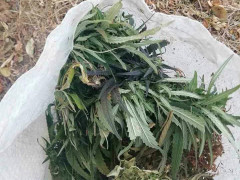 В Узині затримали хлопця з двома мішками коноплі (ФОТО) 