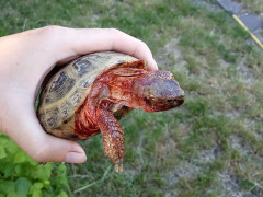 У Бучі місцеві мешканці знайшли екзотичну черепаху з вибитим оком (ФОТО)
