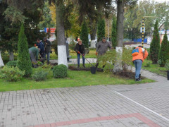 У Гостомелі кожен охочий може залишити "зелений" слід (ФОТО)