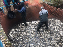 У Тетіївському районі відбулося зариблення Галайківського водосховища