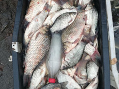 На ринках Київщини викрили незаконний продаж майже 200 кг риби
