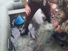 На Київщині з початку листопада браконьєри наловили риби на 10 тис грн 