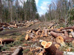 На Білоцерківщині посадовець сприяв незаконній вирубці лісів