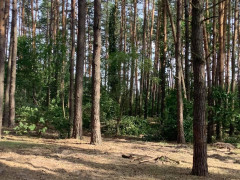 Комунальники Гостомеля почали облаштовувати парк