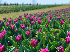 У дендропарку на Макарівщині зацвіла сила-силенна тюльпанів (ФОТО, ВІДЕО)