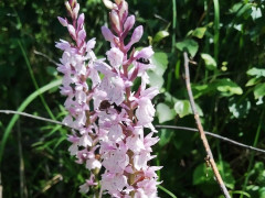 Де на Київщині можна знайти дикі орхідеї: екологи провели експедицію (ФОТО)