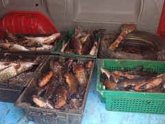 На Вишгородщині браконьєри незаконно наловили 80 кг риби (ФОТО)