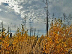 Природа Чорнобиля відновлюється після масових пожеж 2020-го року (ФОТО)