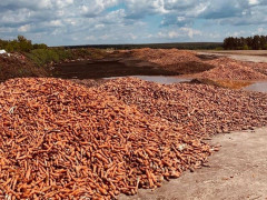 У Гостомелі фермер-банкрут викинув тонни моркви