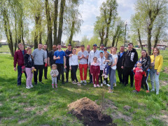 Мешканці Борисполя власним коштом висадили майже 100 кущів троянд