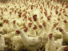 Компанія з Київщини постачає курятину для мережі ресторанів швидкого харчування (ФОТО)