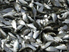 На Київщині провели зариблення водойм (ВІДЕО)
