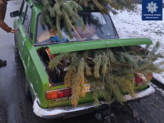 У Білій Церкві затримали чоловіка з незаконно зрубаними ялинками (ФОТО)