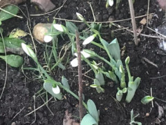 У Вишгороді до Нового року розквітли проліски (ФОТО)