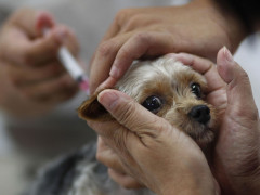 В Обухові пройде планова вакцинація домашніх тварин